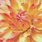 Robbyn Peck Photography